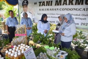Bupati ajak KWT dan petani milenial Sleman kembangkan “urban farming”