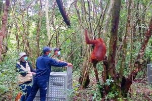 BKSDA SKW II Pangkalan Bun telah melepasliarkan 11 orangutan ke alam
