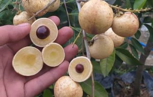 Sederet Manfaat Menakjubkan Buah Kelengkeng bagi Kesehatan