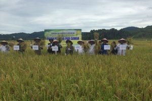 Aceh Besar maksimalkan sektor pertanian tingkatkan kesejahteraan
