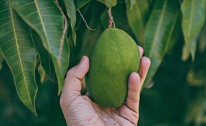 6 Nutrisi yang Ada pada Buah Mangga