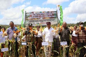 Pemkab Kupang panen 15 ton jagung benih hibrida hasil Program TJPS