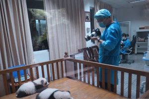 Panda raksasa selamat dari gempa Sichuan, korban jiwa terus bertambah