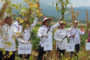 Mentan optimis Serang sentra kedelai varietas Migo
