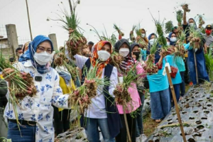 Pemkab Purwakarta berhasil panen bawang merah di dataran tinggi