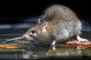 Di Tengah Genangan Banjir, Kencing Tikus Mengancam