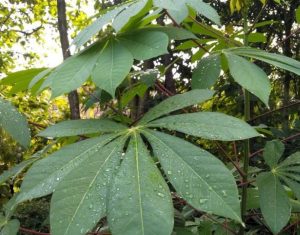 9 Manfaat Konsumsi Daun Singkong bagi Kesejahteraan Tubuh