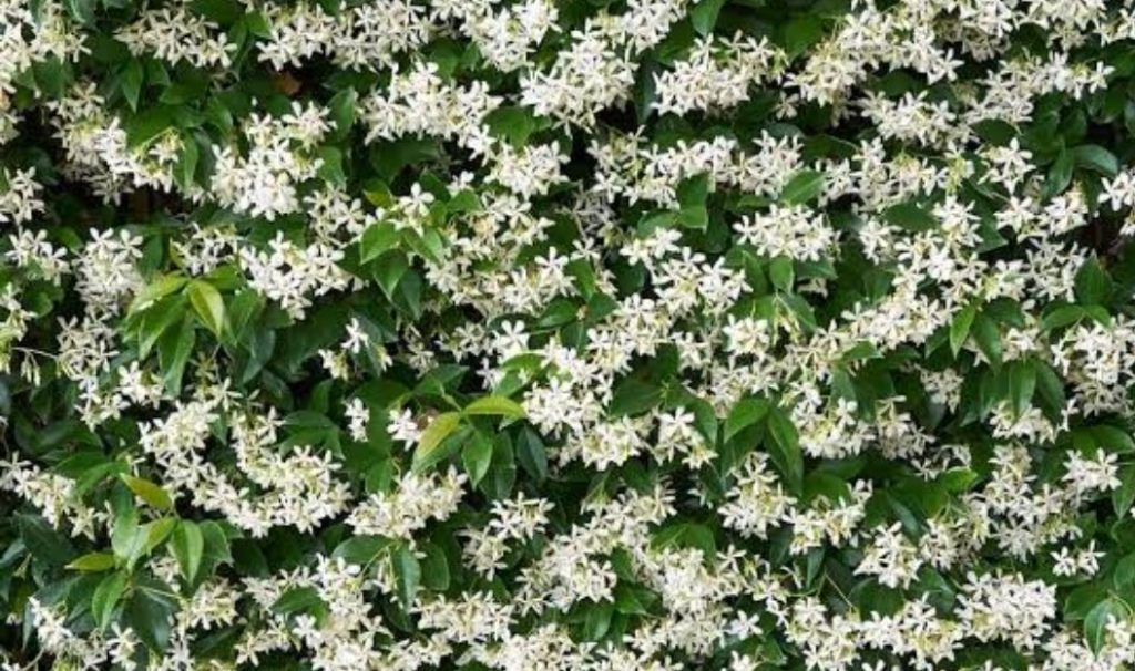 Star Jasmine, Jenis Melati yang Dikenal Indah dan Populer