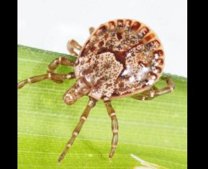 Kenali Tentang Virus Oz dan Potensi Bahaya yang Ditimbulkan
