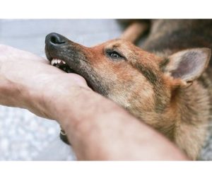 Waspada! Ada 9 Kasus Terkena Gigitan Anjing Takutnya Terkena Rabies