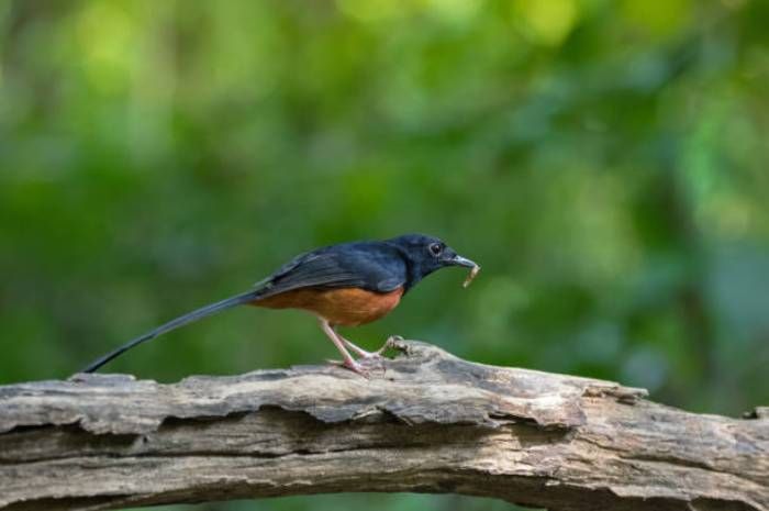 5 Manfaat Burung Bagi Manusia, Ternyata Tidak Buat Senang Senang Saja