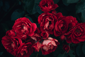 Alasan Mengapa Anda Perlu Menanam Bunga Mawar di Depan Rumah