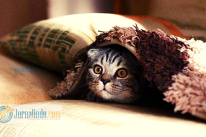 Tips Atasi Jenuh Pada Kucing, Agar Kembali Ceria