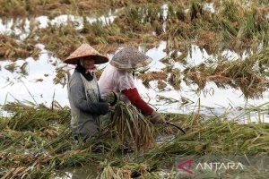 746 Hektare Lahan Padi di Aceh Mengalami Gagal Panen Akibat Banjir