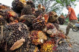 Apkasindo Meminta Pemerintah Lebih Intensif Mengawasi Pabrik Beli Kelapa Sawit
