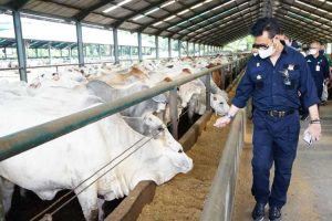 Mentan Pastikan Stok Ketersedian Daging Sapi di Wilayah Sumatra dan Aceh Aman