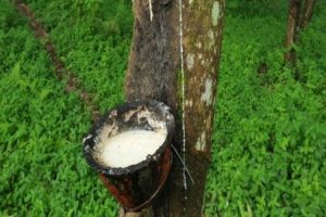 Nilai Ekspor Karet Sumatera Utara Masih Melemah