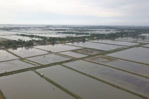 KKP Canangkan Kampung Budidaya Ikan Nila