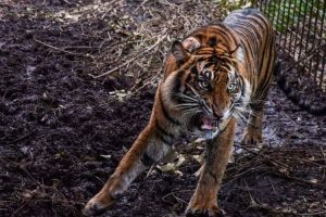 Konflik Harimau dengan Manusia di Jambi Terulang Kembali