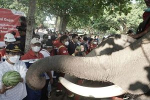 Sri Mulyani Apresiasi Konservasi Gajah di Minas, Riau