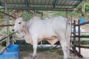 Bantuan 567 Sapi Untuk Masyarakat Riau Ditahan Di Jatim