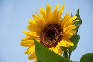 Tips Merawat Bunga Matahari Agar Terlihat lebih Cantik