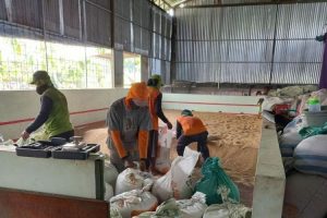 Kementan-Kostraling dan Bulog: Serap Gabah Petani di Ngawi