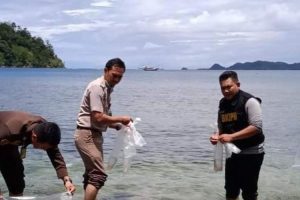 KKP Lepasliarkan 6.100 Benih Lobster Hasil Tangkapan Polda Jambi