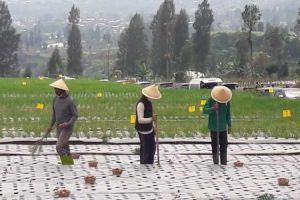 Petani Temanggung Bagikan 1.500 Paket Sayuran Hasil Panen kepada Masyarakat
