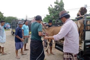 Dinas Peternakan: Pasar Hewan Selagalas Mataram bakal kembali dibuka