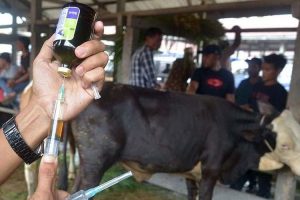 Kementan Mulai Produksi Vaksin PMK untuk Hewan Ternak