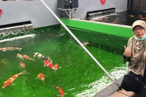 Guru Besar IPB: Ikan Hias Indonesia Berpeluang Kuasai Pasar Internasional