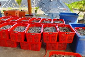 Ministry working to boost shrimp production to 2 mln tons