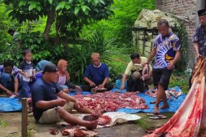 DPD Nasdem Pati Meriahkan Idul Adha dengan Berkurban Sapi dan Kambing