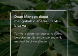 Manfaat Daun Mangga Untuk Pengobatan Diabetes