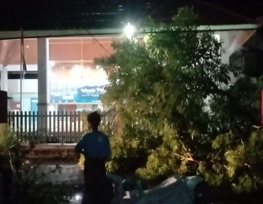 Akibat Hujan Deras disertai Angin, Pohon Tumbang di Depan Kantor Desa Pangkah Kulon Ujungpangkah Gresik