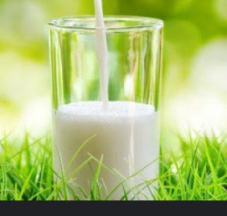 Beberapa Minuman Alternatif Pengganti Susu Kambing