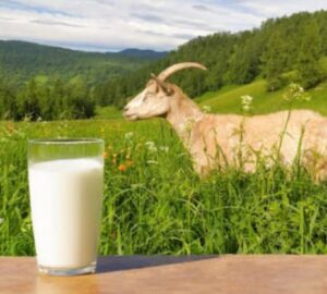 Segudang Manfaat Susu Kambing untuk Kesehatan