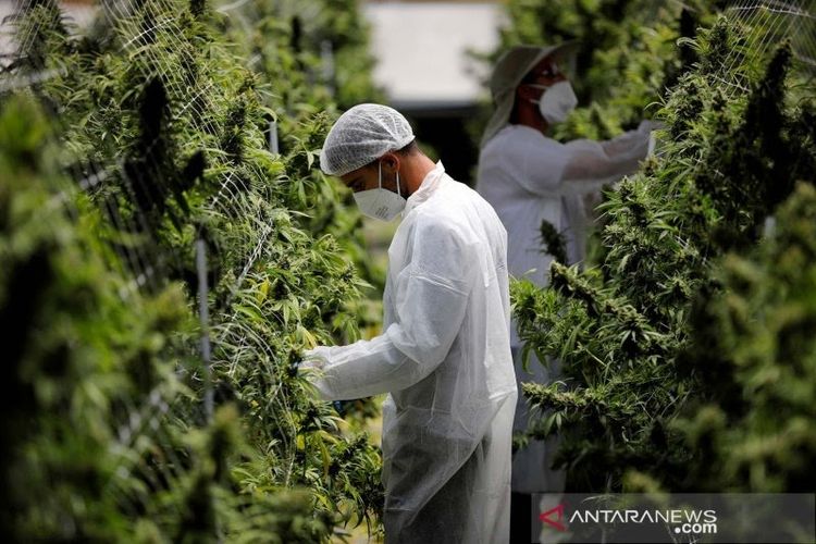 Menggunakan Ganja Medis Sebagai Obat Bukan Pilihan Utama