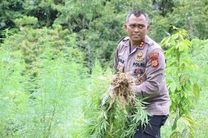 Polres Aceh Besar musnahkan empat hektare ladang ganja