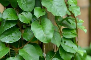 Daun Binahong, Ramuan Herbal Yang Ampuh Sembuhkan Berbagai Macam Masalah Kesehatan