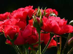 Analogi Merawat Kasih Sayang Sama Seperti Merawat Bunga Mawar