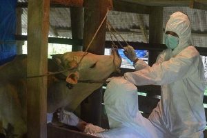 BI Sebut PMK Pengaruhi Penjualan Ternak Di Aceh
