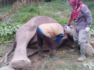 Gajah di Riau Mati Diduga di Racun