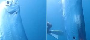 Viral Ikan Kiamat dari Laut Dalam Muncul Kepermukaan