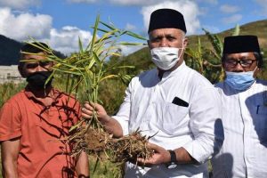 Pemkab Aceh Timur Jadikan Jahe Sebagai Komoditas Unggulan