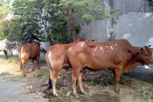 Hal Penting Saat Patungan Kurban