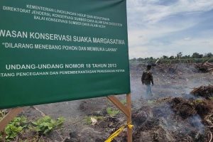Luas hutan Suaka Margasatwa Rawa Singkil berkurang 338 hektare