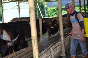 Produsen Sawit Distribusikan Bantuan 148 Hewan Kurban