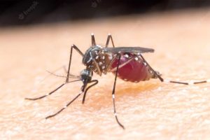 Bau Badan Tingkatkan Lebih Banyak Risiko Digigit Nyamuk
